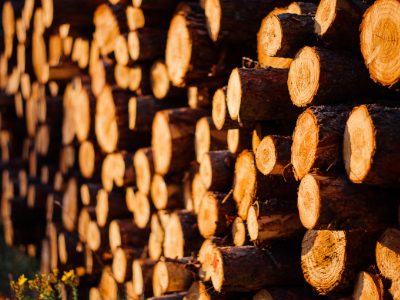 tronchi di legno, il materiale della fibra di legno